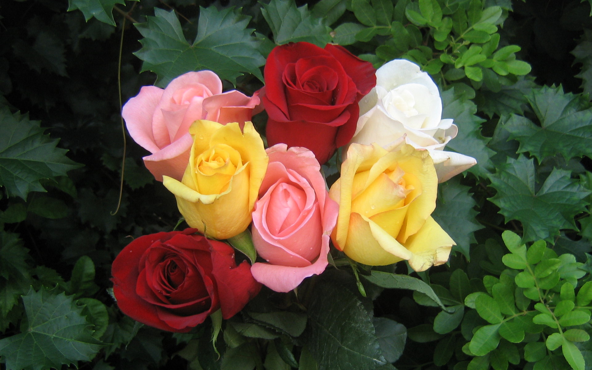 colorful rose pictures