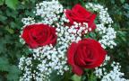 червени рози