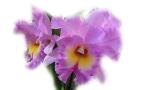 lilac orchid wallpaper