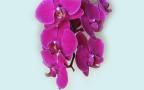 Belles Orchidées - Fonds d'écran widescreen 1680x1050px