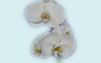 Экзотические Орхидеи - широкоэкранные обои для рабочего стола
