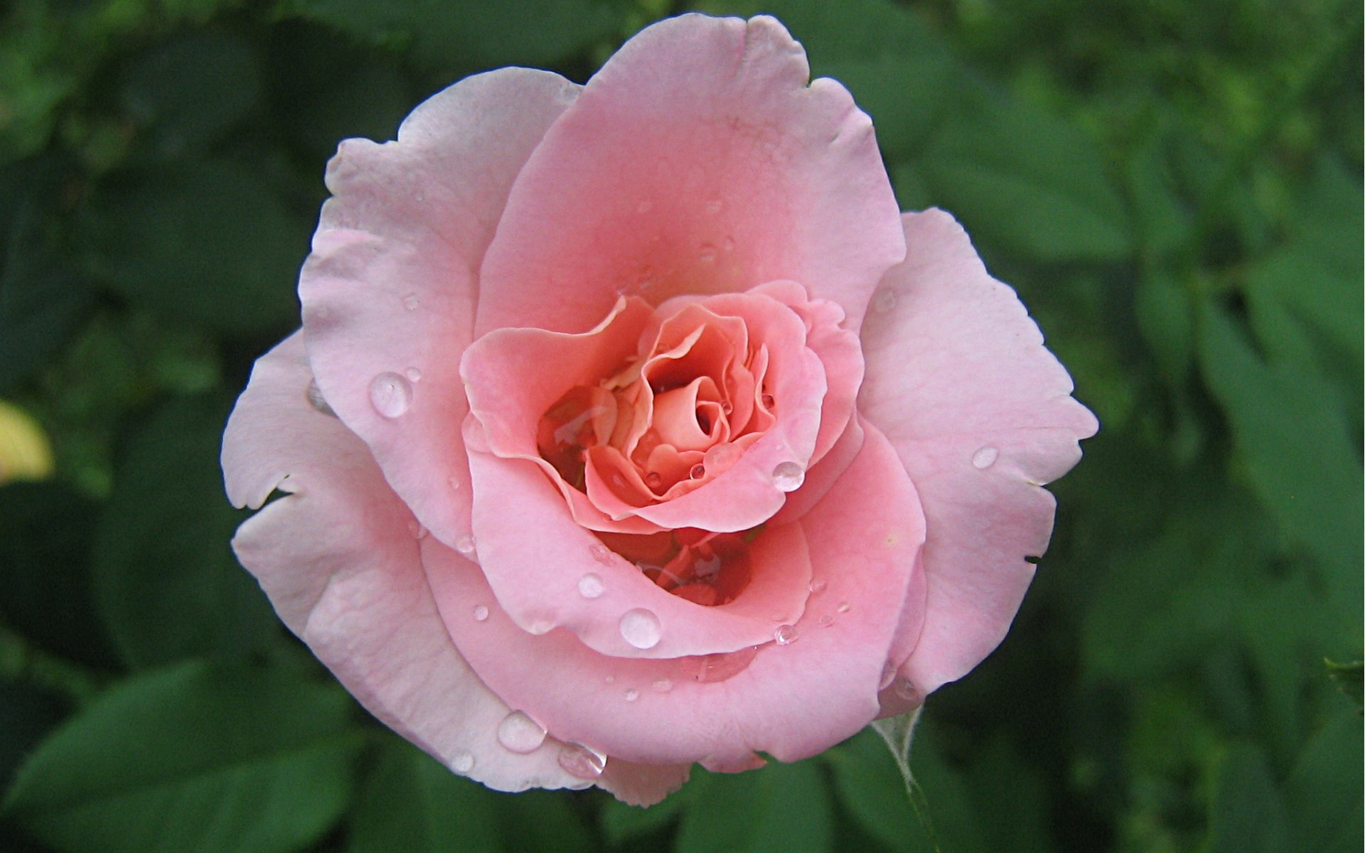Widescreen Wallpaper soft pink rose 1920 x 1200 (269 KB)