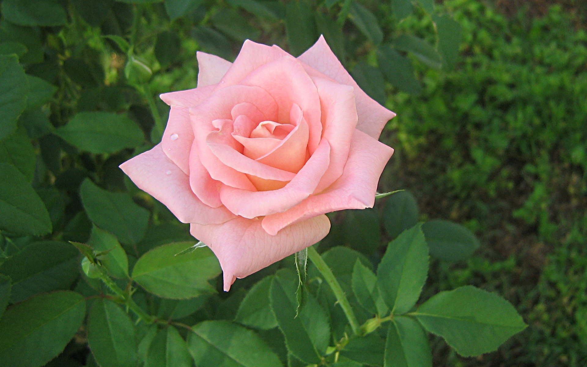 Pink Rose