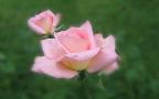 Two Pink Roses - 1920 x 1200 Widescreen Wallpaper