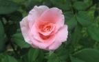 Belles roses rosées - fonds d'écran widescreen - 1920x1200px