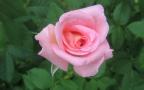 soft pink rose