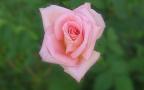 soft pink rose