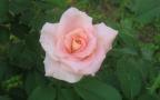 soft pink rose