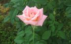 soft pink rose