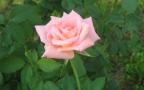 Красивая Розовая Роза - 1920 x 1200 Широкоэкранный Обой