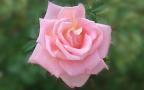 Красива Розова Роза - Десктоп Тапет 1280x800