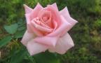 soft pink rose