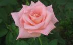 soft pink rose