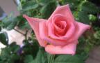 Красива Розова Роза - Десктоп Тапет 1280x800