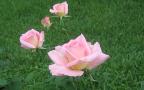 Красиви Розови Рози - Десктоп Тапет 1280x800