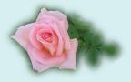 soft pink rose