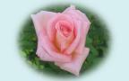 Красивая Розовая Роза - 1920 x 1200 Широкоэкранный Обой