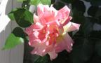 Десктоп Тапет за широк екран - Красива Розова Роза