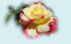 Belles Roses - Fonds d'écran gratuits