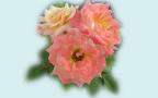 Многоцветные Роза - Широкоэкранный Обой 1280x800