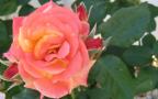 Оранжевая Роза - Широкоэкранный Обой 1280x800