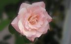Розовая Роза - Широкоэкранный Обой 1280x800