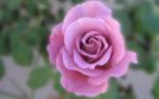Широкоэкранный Обой 1280x800 - Красивая Роза
