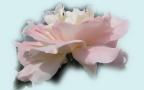 Десктоп Тапет за широк екран - Красива Розова Роза