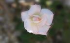Десктоп Тапет за широк екран - Красива Бяла Роза