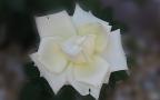 Широкоэкранный Обой 1280x800 - Красивая Белая Роза