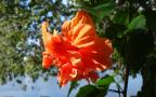 orange hibiscus