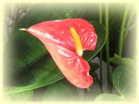 Fleurs exotiques - cartes de voeux