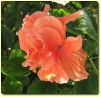 Fleurs exotiques - cartes de voeux