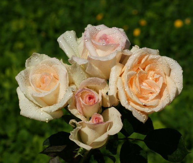 A major step of love toward God - Nirbikalpa Samadhi - oneness with your soul
