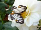 Butterfly love cards