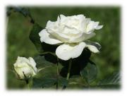 rose blanche