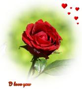 I Love you eCard roses