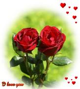 I Love you eCard roses