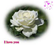 I Love you eCard roses