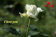 I Love you eCard roses