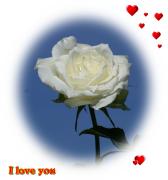 I Love you eCard roses