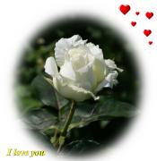 I Love you eCard roses