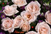 I Love you eCard roses