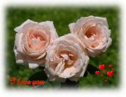 I Love you eCard roses