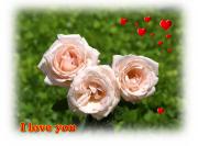 I Love you eCard roses