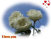 I Love you eCard roses