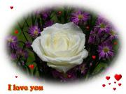 I Love you eCard roses