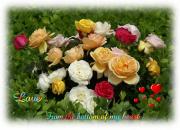 I Love you eCard roses