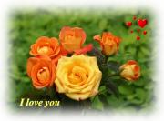 I Love you eCard roses