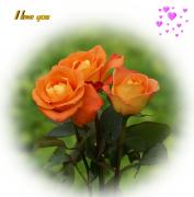 I Love you eCard roses